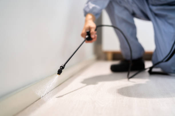 Licensed Wasp Removal service in South Jacksonville, IL - Show Me Pest Control