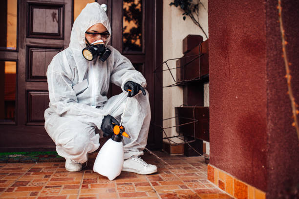 Reliable Wasp Removal contractor in South Jacksonville, IL by Show Me Pest Control